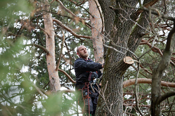 How Our Tree Care Process Works  in  Panacea, FL