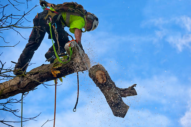 Reliable Panacea, FL Tree Removal Services Solutions